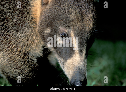 CA, Panama, Barro Colorado Island, Couati (Nasua narica) Stock Photo