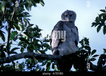 CA, Panama, Barro Colorado Island, Harpy eagle on tree perching (Harpia harpyja) Stock Photo