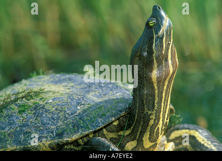 CA, Panama, Barro Colorado Island, turtle sunbathing Stock Photo