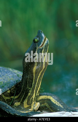 CA, Panama, Barro Colorado Island, turtle sunbathing Stock Photo