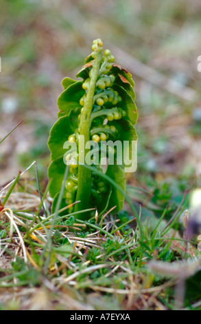Moonwort (Botrychium lunaria) Stock Photo