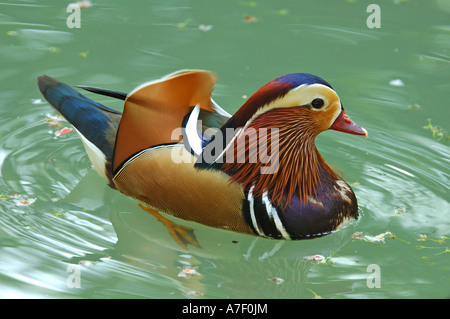 Male Mandarin Duck, Aix galericulata Stock Photo