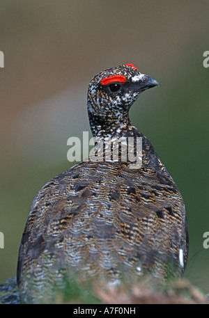 Rock Ptarmigan, Lagopus mutus, Berner Oberland, Switzerland