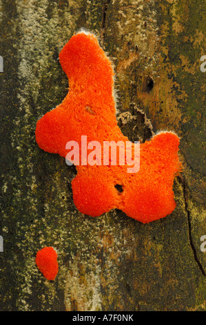 Closeup of a fungus on a tree in the Thuringian Forest Stock Photo - Alamy