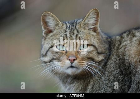 European Wildcat (Felis silvestris) Stock Photo