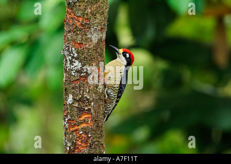 Red-crowned Woodpecker, Melanerpes rubricapillus, Costa Rica Stock Photo