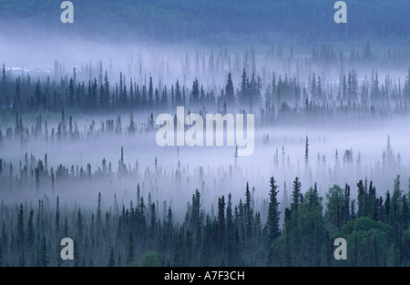 USA Alaska Mist fills spruce forest south of Wiseman in Brooks Range foothills Stock Photo