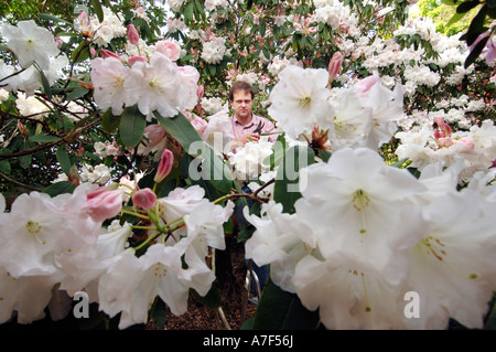 Leonardslee Gardens custodion Tom Loder tends an early flowering Rhododendron Loderi King George in Leonardslee Gardens Stock Photo