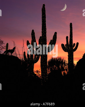 A coyote howls under saguaro cactus Stock Photo