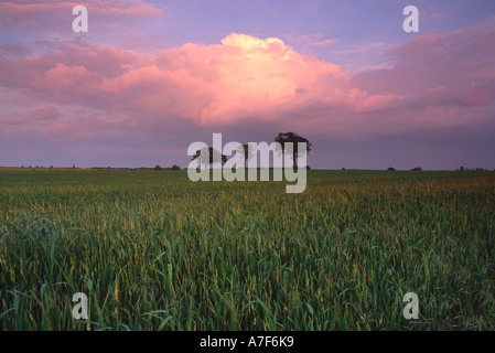 Three trees and field Cranfield England Stock Photo