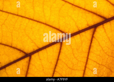Close up of veins in leaf Stock Photo