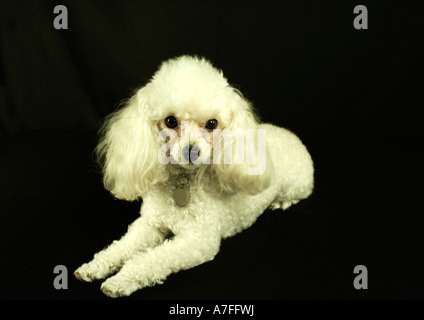 White Toy Poodle, Seattle, Washington, USA Stock Photo