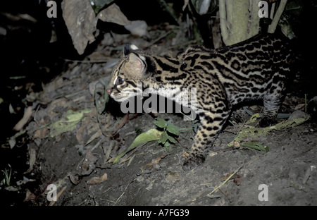 SA, Peru, Madre de Dios, P.N. Manu Ocelot (Leopardus pardalis) Stock Photo