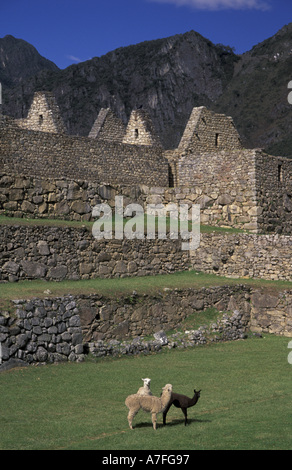 SA, Peru, Machu Picchu, Llamas graze on Machu Picchu ruins Stock Photo