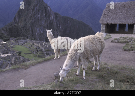 SA, Peru, Machu Picchu Llamas graze in front of Watchman's House Stock Photo