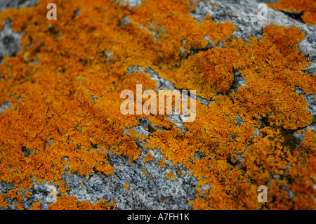 Lychen on rock near Thurso, Scotland Stock Photo
