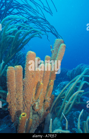 SA, Venezuela, Los Roques, Giant Sea Whips and Tube Sponges Stock Photo