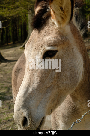 A zeedonk at Groombridge Place in Kent Stock Photo