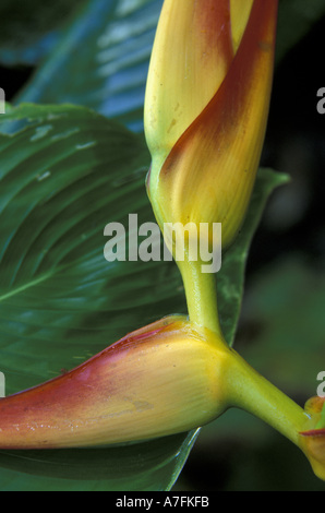 C.A., Costa Rica, Carara Biological Reserve. Flowers and leaves of Heliconia (Heliconia spp.) Stock Photo