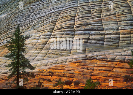 Detail of Checkerboard Mesa at Zion National Park, showing the unusual rock  formation. Utah, USA Stock Photo