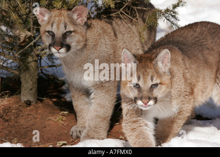 Two baby Mountain Lions Stock Photo