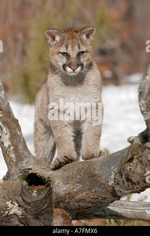 Mountain Lion Kitten on a tree truck in winter in the Northern climates of the United States Stock Photo