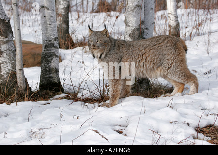 A Lynx stopped for a moment while walking through the woods of Northern United States Stock Photo