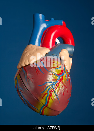 Human Heart Model vertical Stock Photo - Alamy