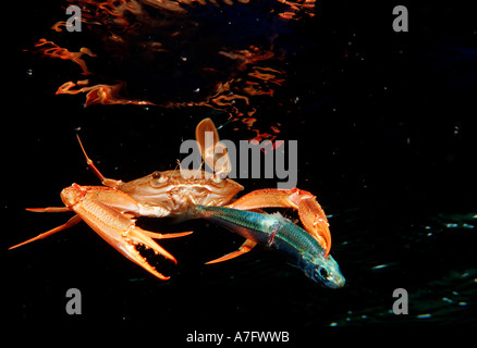 Red legged Swimming Crab eating fish Portunus convexus Djibouti Stock Photo