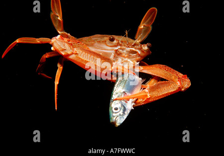 Red legged Swimming Crab eating fish Portunus convexus Djibouti Stock Photo