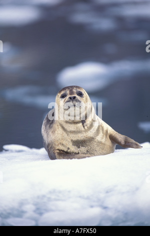 North America, USA, Alaska, S.E., Le Conte Glacier. Harbor seal on ice flow Stock Photo