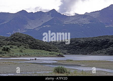 Alaskan Brown Bear (Ursus middendorffi) Southeast , AK Stock Photo