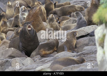 N.A., USA, Alaska, St. Paul Island. Northern fur seals (Callorhinus ursinus) Stock Photo