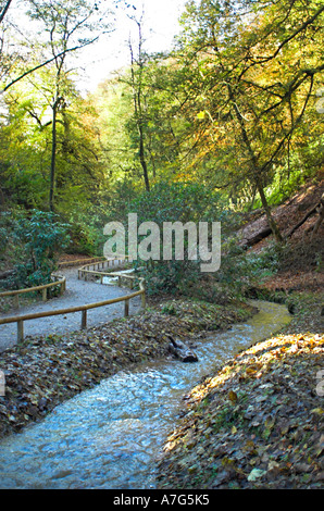 Monkey Forest at Trentham Gardens in Stoke-on-Trent, Staffordshire Stock Photo