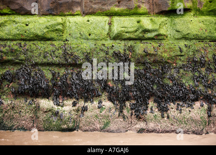 Mosses and seaweed growing on damp brick wall at the coast, UK Stock Photo