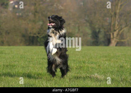 Border Collie on hind legs Stock Photo