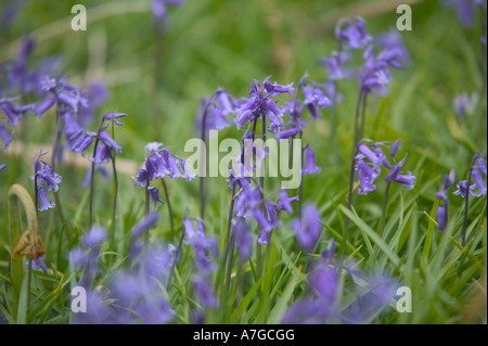 Bluebells growing around the ruined Medieval village near Hound Tor Dartmoor National Park Devon Great Britain Stock Photo