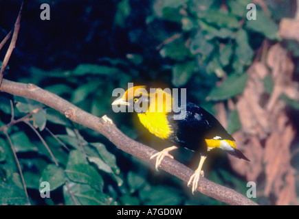Golden Breasted Myna (Mino anais) Adult Male Stock Photo Alamy