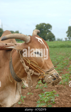 Ox mouth tied with net to prevent from eating the crop, plough on the neck, Andhra Pradesh, India Stock Photo