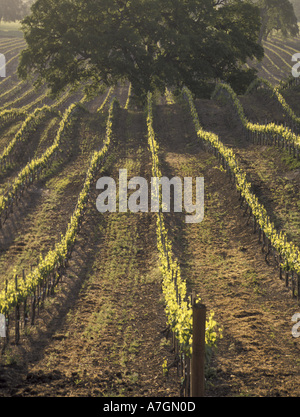 USA, California, Paso Robles Ava, San Luis Obispo. Oak in vineyard, morning light Stock Photo