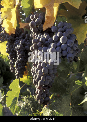 California, Paso Robles Ava, San Luis Obispo County. Cabernet Sauvegnon grapes at Wild Horse Winery Stock Photo