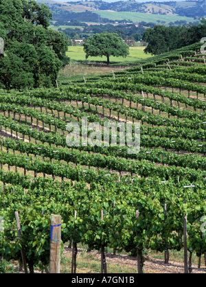 USA, California, Paso Robles Ava, Gently rolling slopes dotted by giant live oaks are hallmarks of California vineyards. Stock Photo