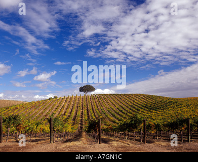 California, Paso Robles Ava, rolling hillside with vines of Cabernet Sauvignon Stock Photo