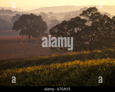 California, Paso Robles Ava, dawn and autumn colors with old oak trees Stock Photo