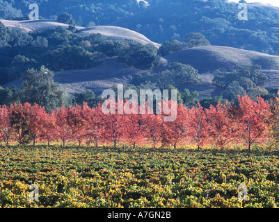 California, Alexander Valley Ava, Healdsburg. Merlot vines and a row of liquidambar trees. Stock Photo