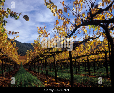 California, Alexander Valley Ava, Healdsburg. Silver Oak Cellars' Cabernet Sauvignon vineyard Stock Photo