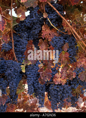 USA, California, Paso Robles Ava, Cabernet Sauvignon grapes at their peak. Stock Photo