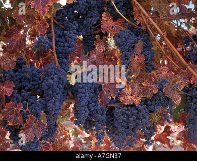 USA, California, Paso Robles Ava, Cabernet Sauvignon grapes at their peak. Stock Photo