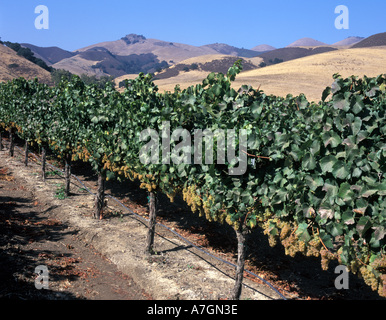 USA, California, Arroyo Grande Ava, San Luis Obispo. Talley Vineyard's Chardonnay border the Santa Lucia Mtns. Stock Photo