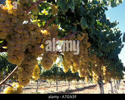 USA, California, Arroyo Grande Ava, San Luis Obispo. Talley Vineyard's Chardonnay on the day of harvest. Stock Photo